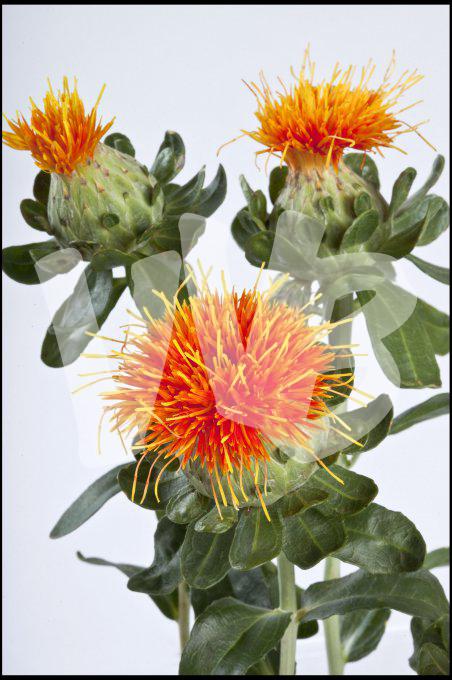 bloemen en planten vvbvanbree     1146